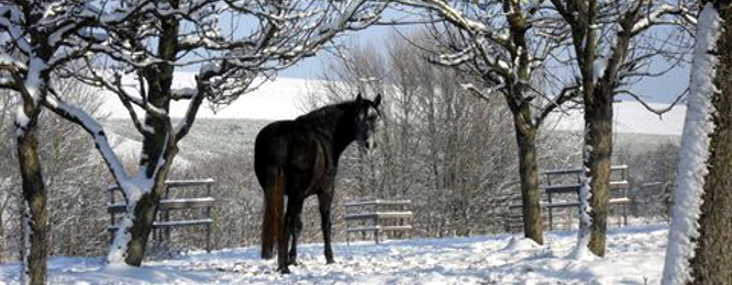 schnee